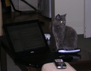 Cat and Laptop